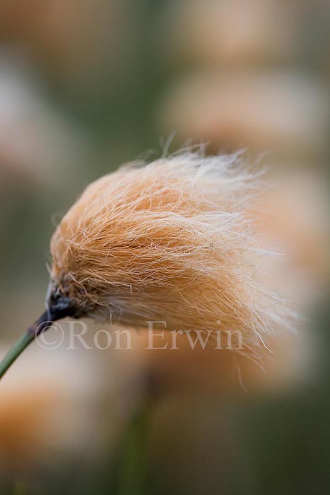 Tawny Cotton Grass