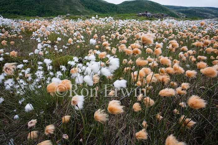 Tawny Cotton Grass, NL