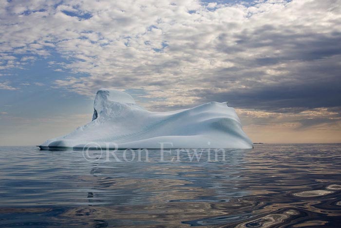 Labrador Iceberg