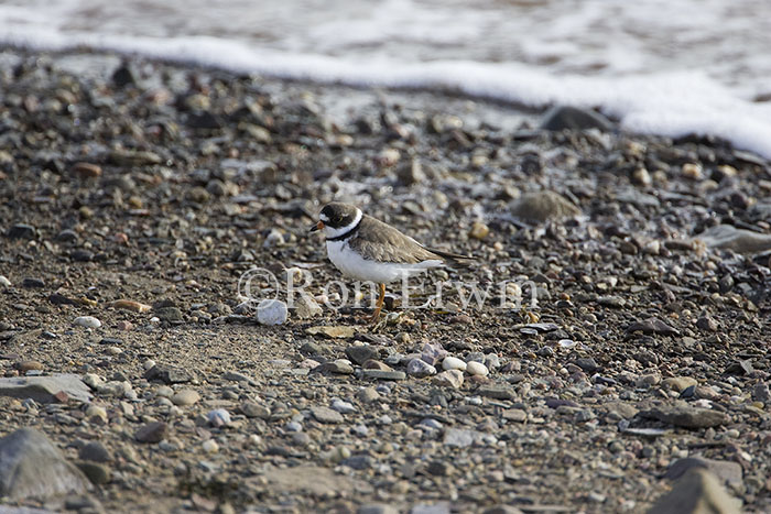 Semipalmated Plover