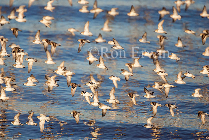 Shorebird Flock, NB