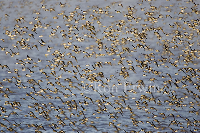 Shorebird Flock