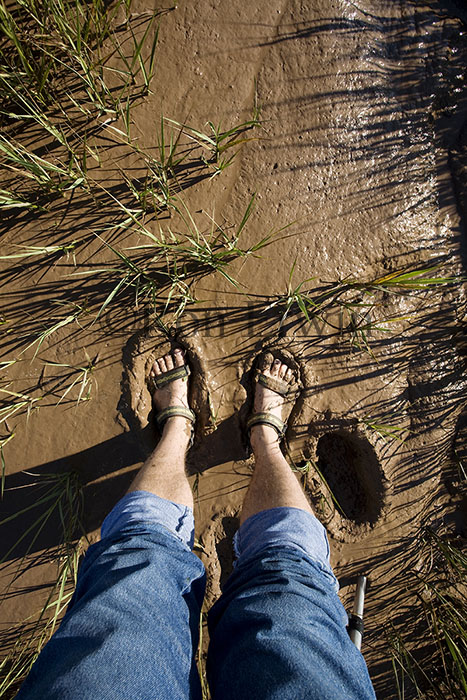 Fundy Mud, NB