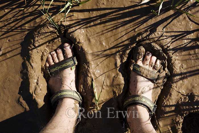 Fundy Mud, NB