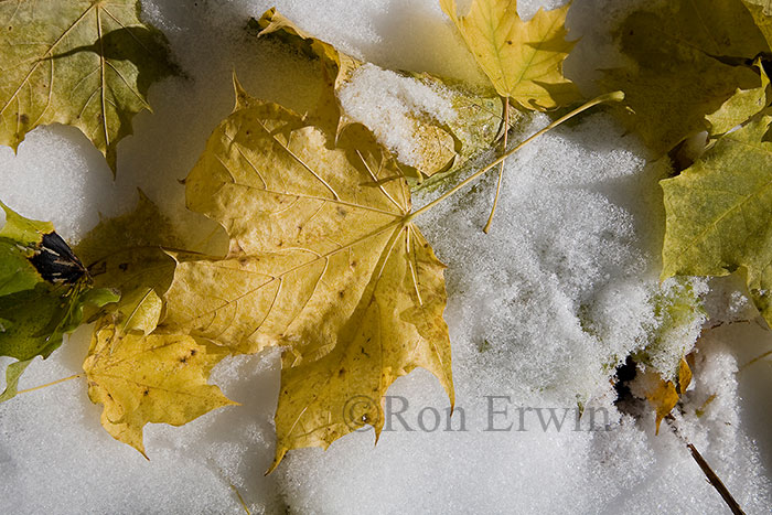 Leaves and Snow