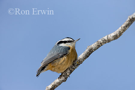 Red-breasted Nuthatch