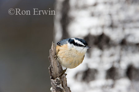 Red-breasted Nuthatch