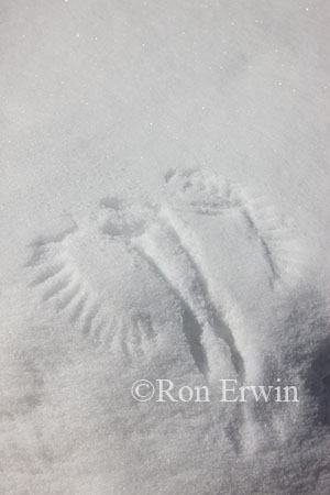 Wing Imprints