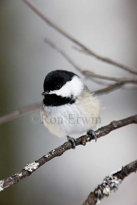 Black-capped Chickadee