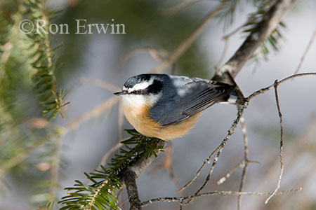 Red-breasted Nuthatch