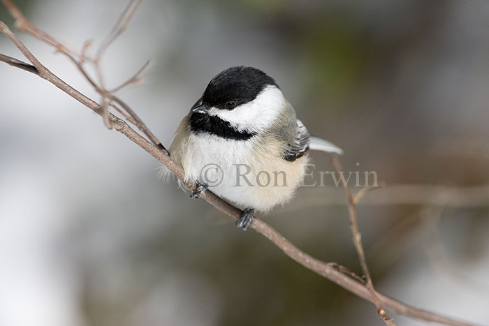 Black-capped Chickadee