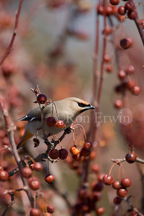 Bohemian Waxwing