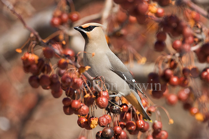 Bohemian Waxwing