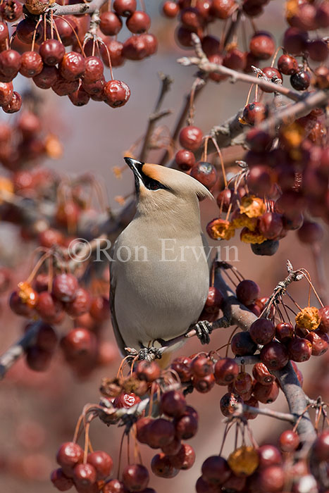 Bohemian Waxwing