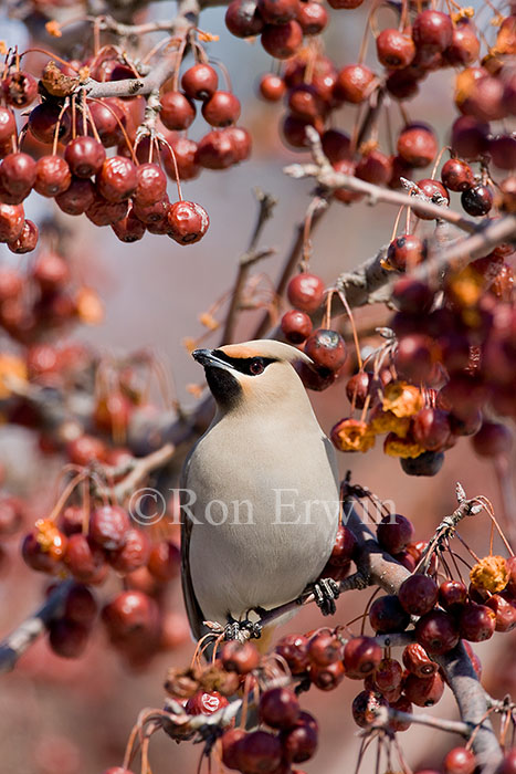 Bohemian Waxwing