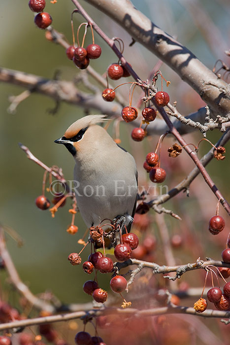 Bohemian Waxwing