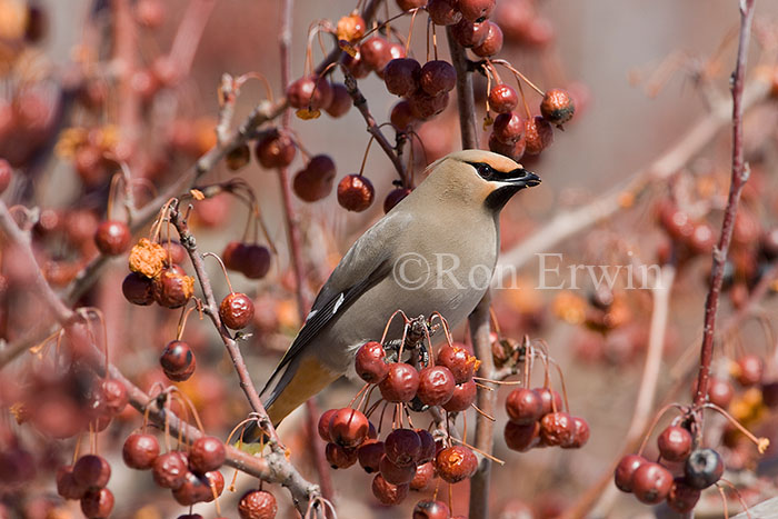 Bohemian Waxwing