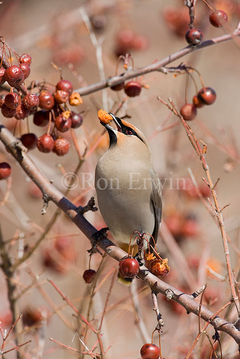 Bohemian Waxwing