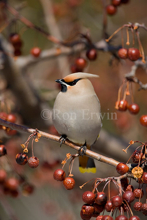 Bohemian Waxwing
