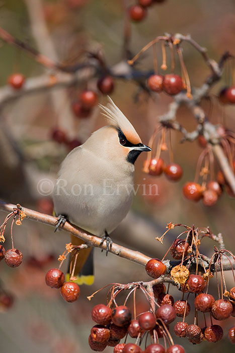 Bohemian Waxwing