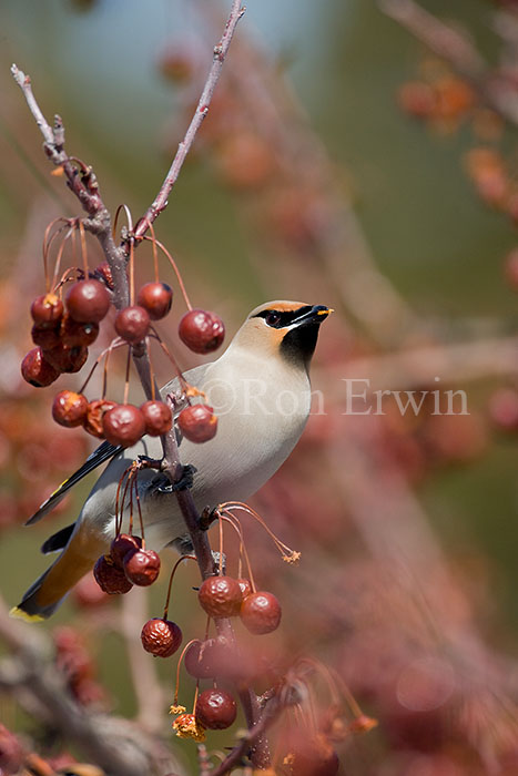Bohemian Waxwing