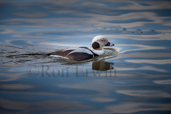 Male Long-tailed Duck