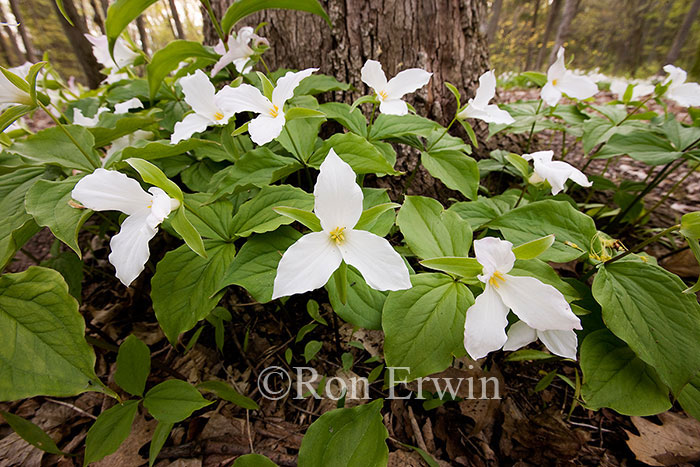 White trilliums