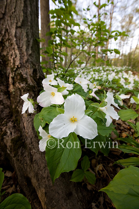 White trilliums
