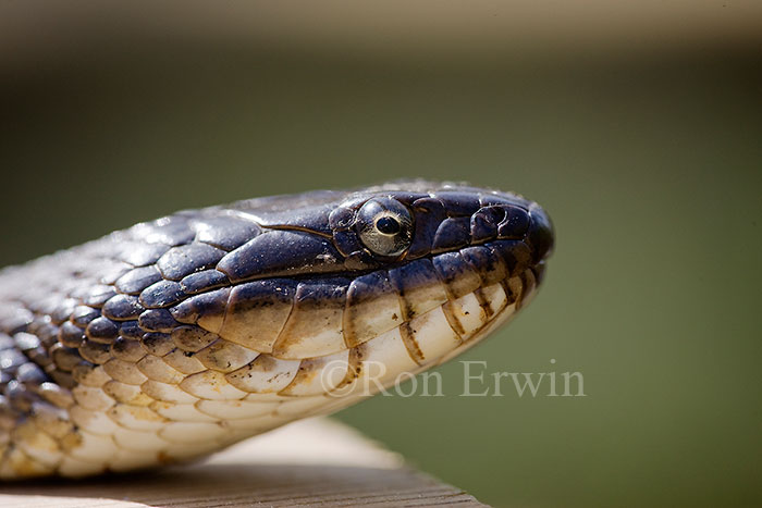 Northern Water Snake