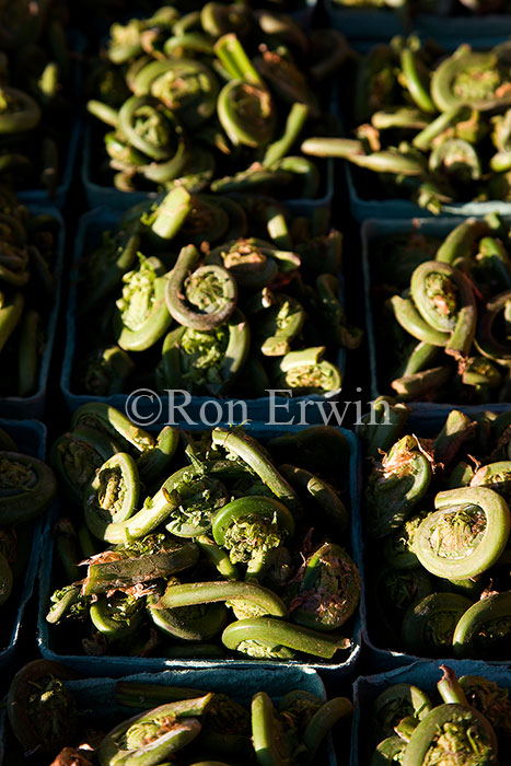 Fiddleheads