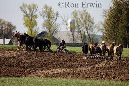 Two Horse Teams Work the Land