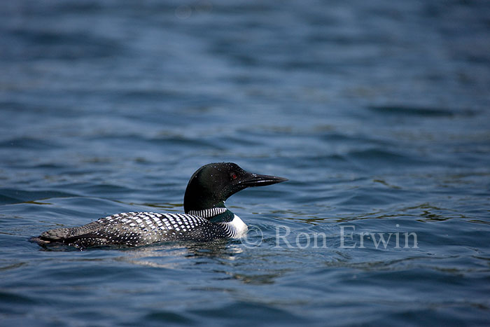 Loon