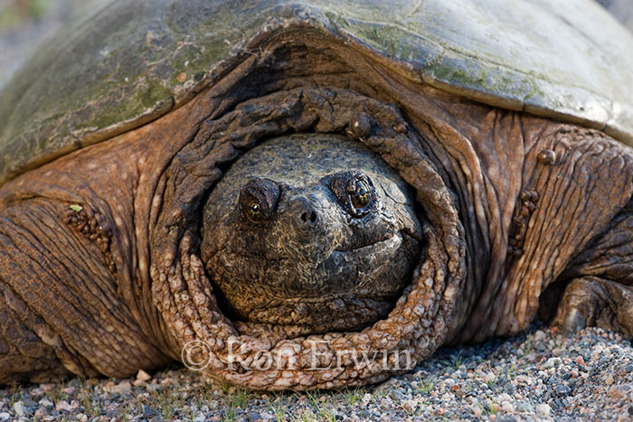Snapping Turtle Close-up