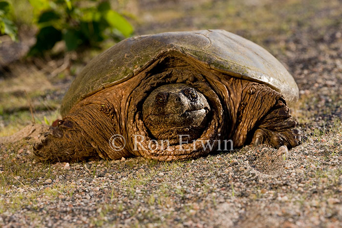Snapping Turtle