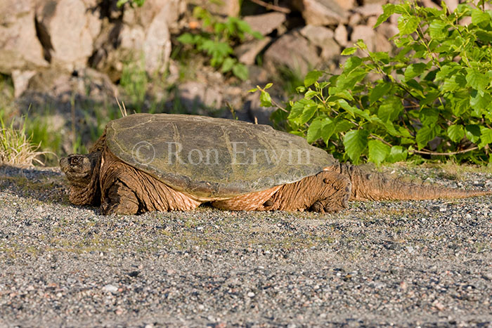 Snapping Turtle