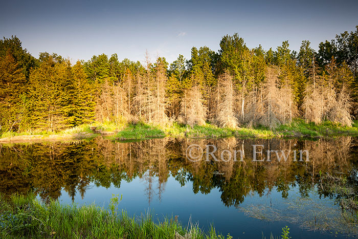 Beaver Pond