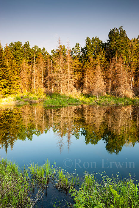 Beaver Pond