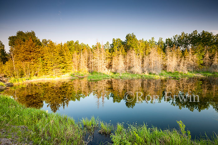 Beaver Pond