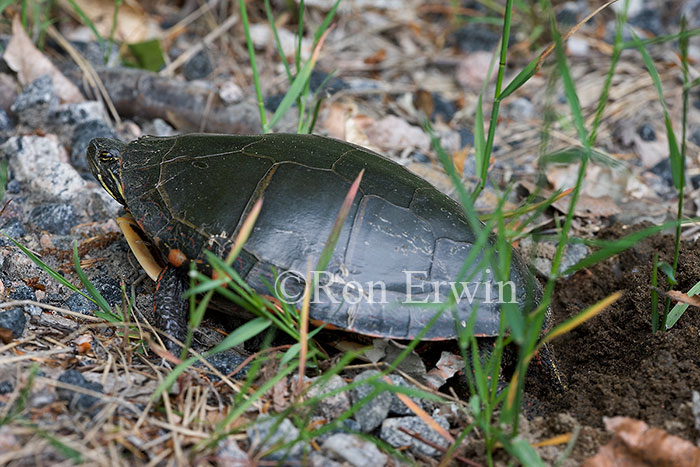 Midland Painted Turtle