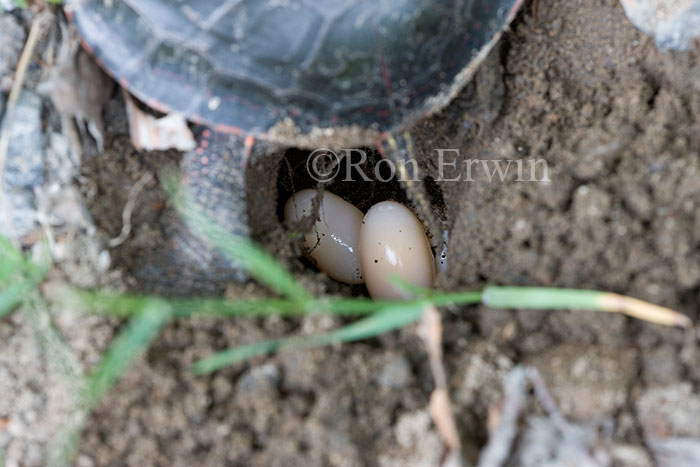 Midland Painted Turtle