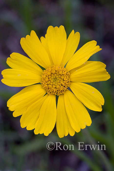 Lakeside Daisy