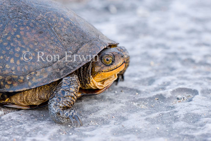 Blanding's Turtle