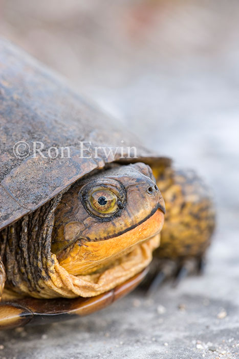 Blanding's Turtle