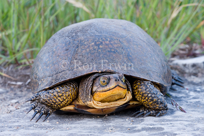 Blanding's Turtle