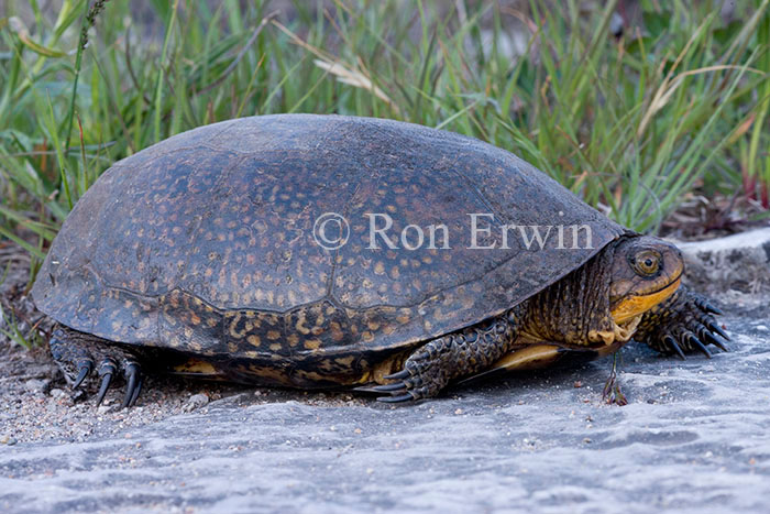 Blanding's Turtle