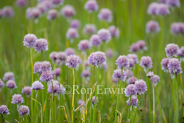 Wild Chives