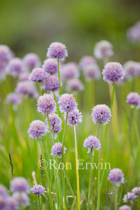 Wild Chives