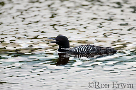 Common Loon