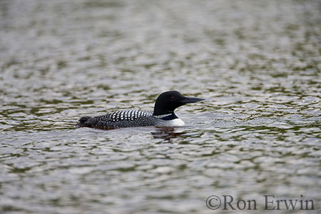 Common Loon