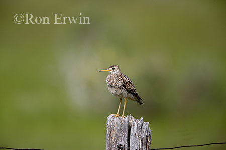 Upland Sandpiper